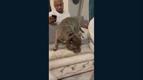 Meet Blue and his family