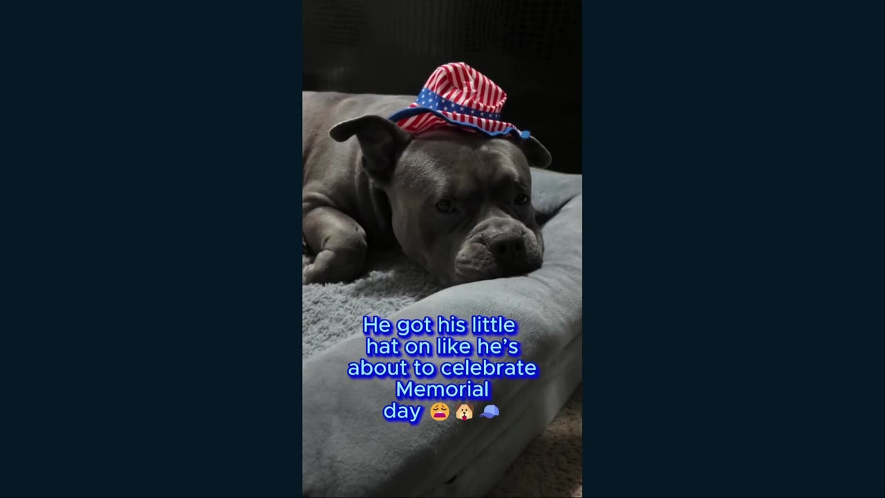 Meet Blue and his family