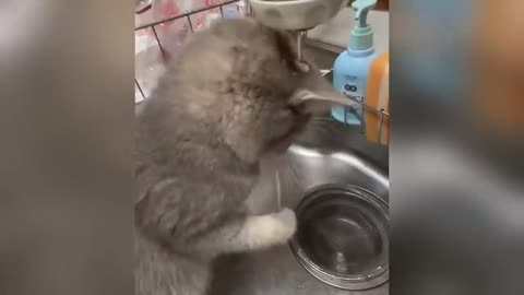 Funniest Cats and Dogs Clip 2025😼🐶Try Not To Laugh😜