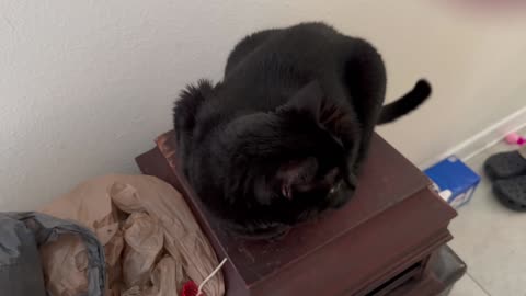 Cute Precious Piper Guards the Antique Record Player - My Adopted Shelter Cat Vlog