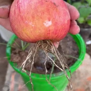 New apple planting methods to harvest more apples #shorts #satisfying #farming