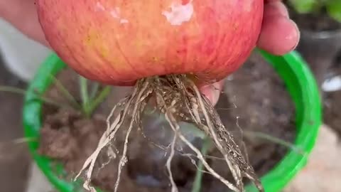 New apple planting methods to harvest more apples #shorts #satisfying #farming