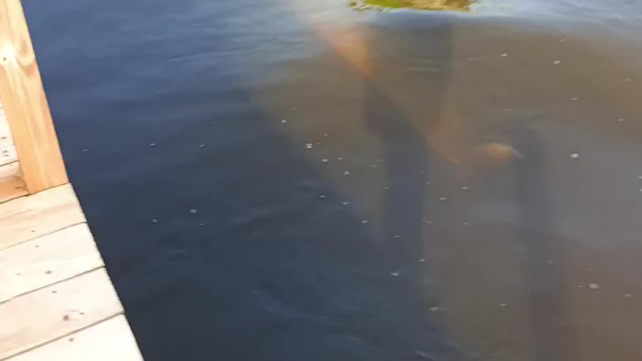 Flipper visiting my dock.