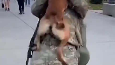 Heartwarming Soldier homecoming: Dog Spots Dad in University Crowd! 🐶😂
