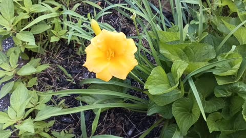 Daylily