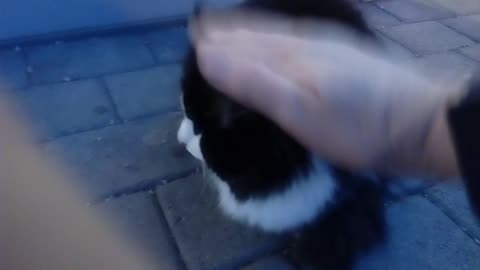 Cat outside a shopping center in Porsgrunn Norway.