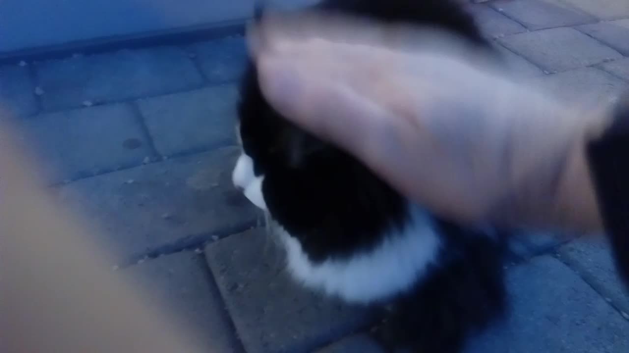 Cat outside a shopping center in Porsgrunn Norway.