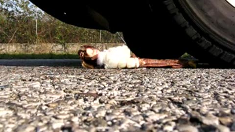 Denise runs over a doll