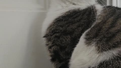 Silly Kitty Plays With Cat Door