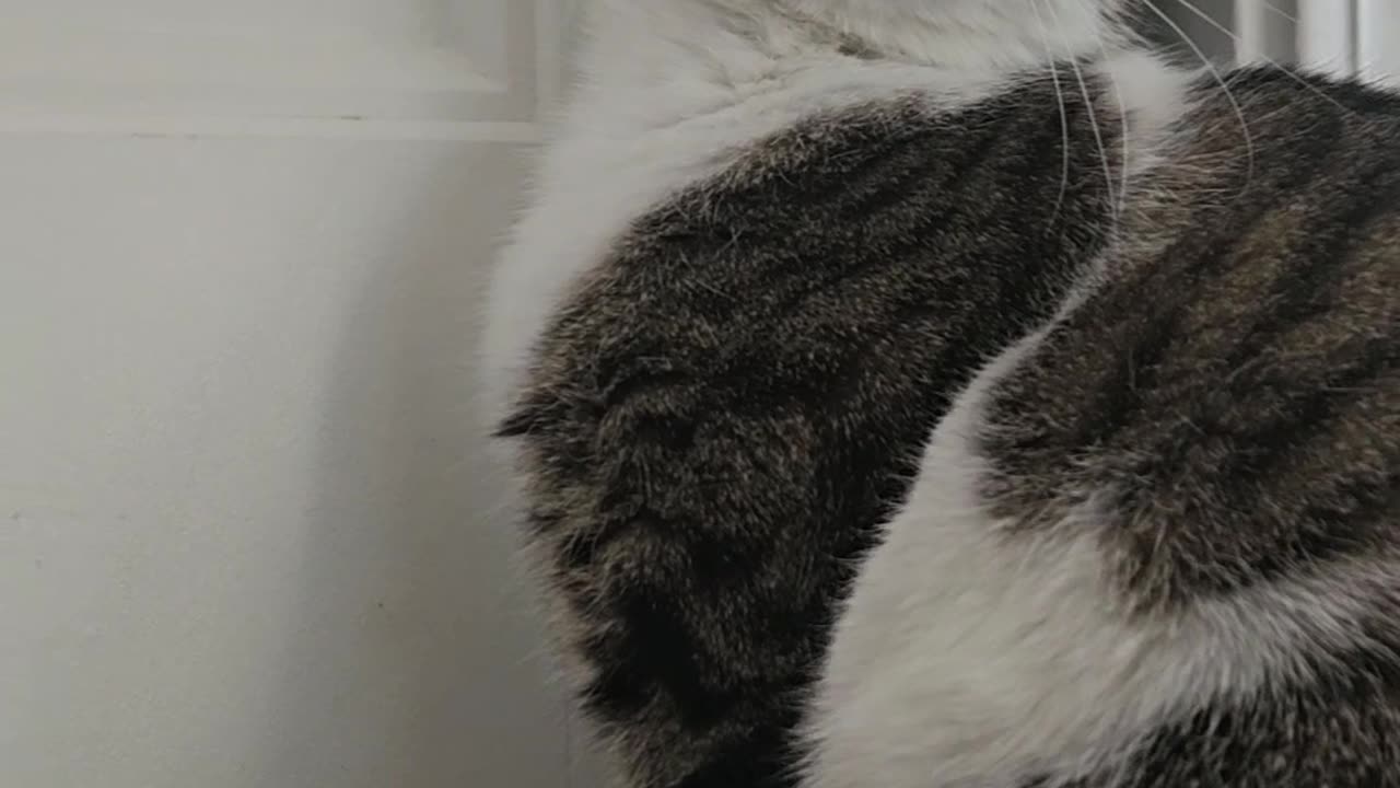 Silly Kitty Plays With Cat Door