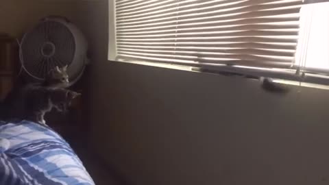 Funny pets