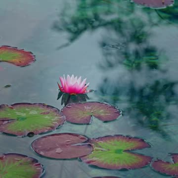 Monet’s Pond, Gifu, Japan.