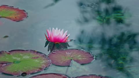 Monet’s Pond, Gifu, Japan.