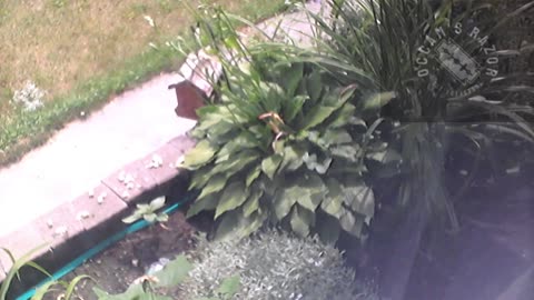 Butch the Sunflower