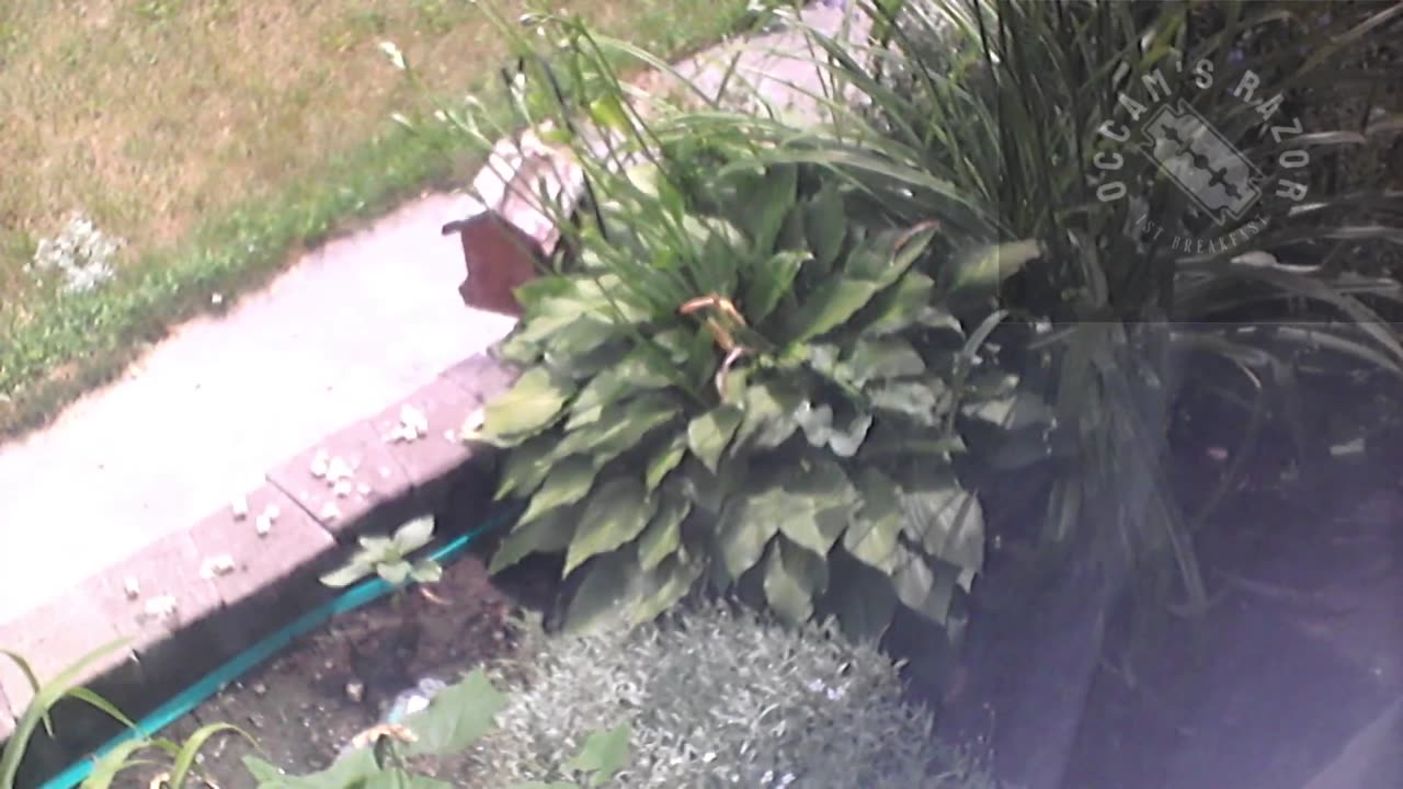 Butch the Sunflower