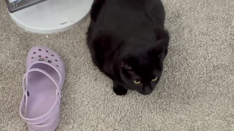 Cute Precious Piper Guards Collector Shoes - Adopting a Cat from a Shelter Vlog