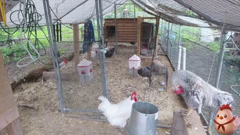 Chicken Live Stream