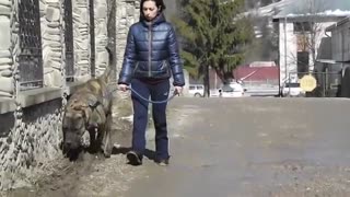 Pet Dogs Walking