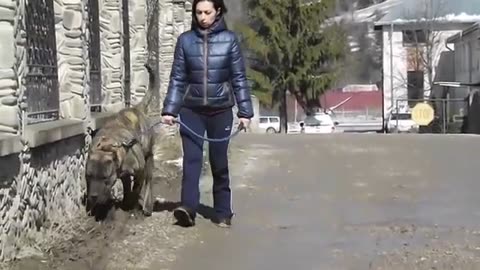 Pet Dogs Walking