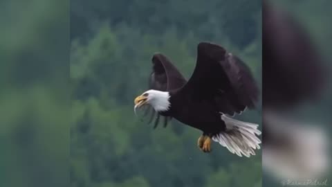 America