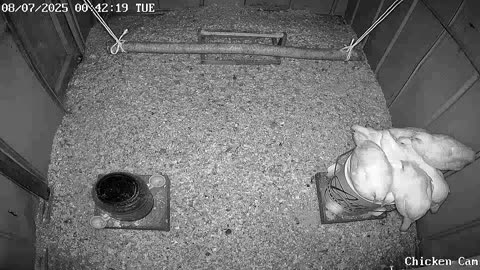 Millar Time Chicken Cam