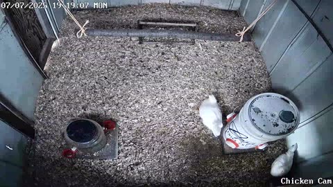 Millar Time Chicken Cam