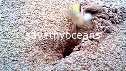 The Cute Crab Digging A Hole On The Sea Beach