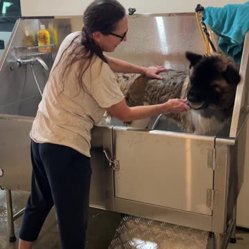 Our new Flying Pig dog wash station