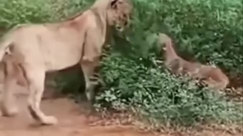 Epic Funny Moments Caught on Camera 🤣”