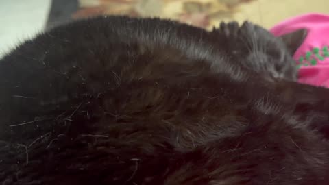 Cute Precious Piper Sleeps in a Different Direction - My Adopted Shelter Cat Vlog