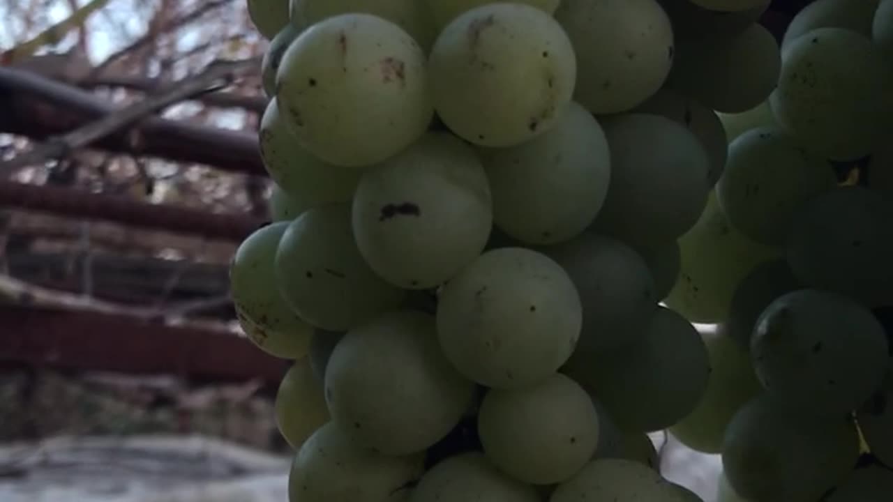 Late grapes