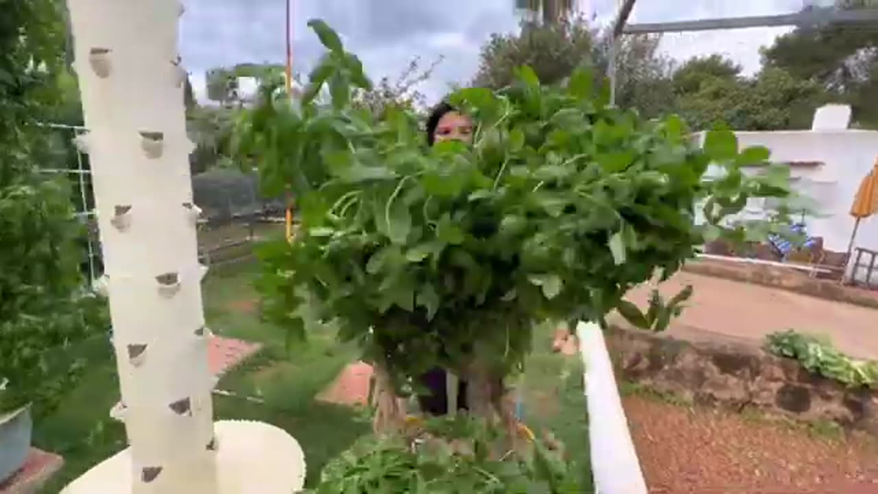 Aeroponic Vertical Farming: The Top 7 Advantages