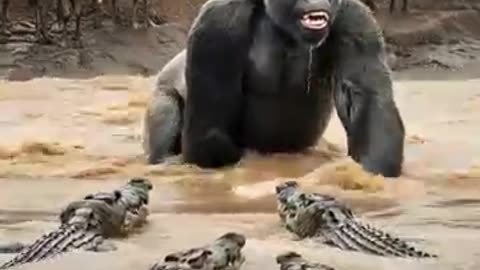 animals