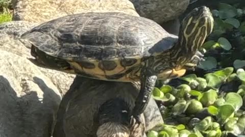 😂🐢 This Turtle's Sunbathing Spot is Too Relatable! | FunFM