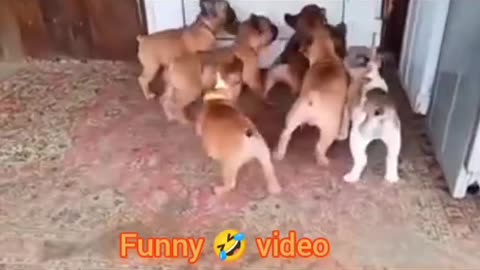 Funny 🤣 video of dogs 🐕