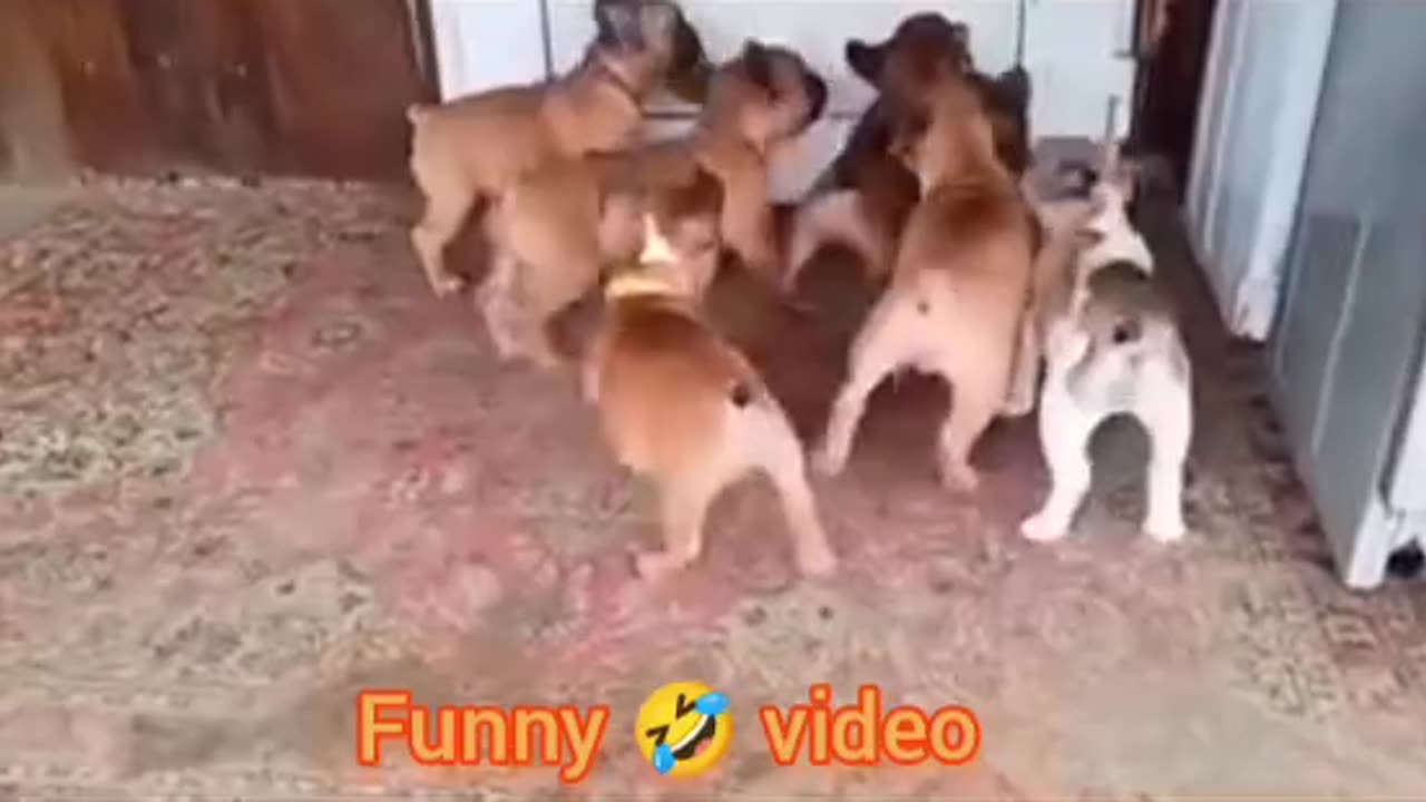 Funny 🤣 video of dogs 🐕