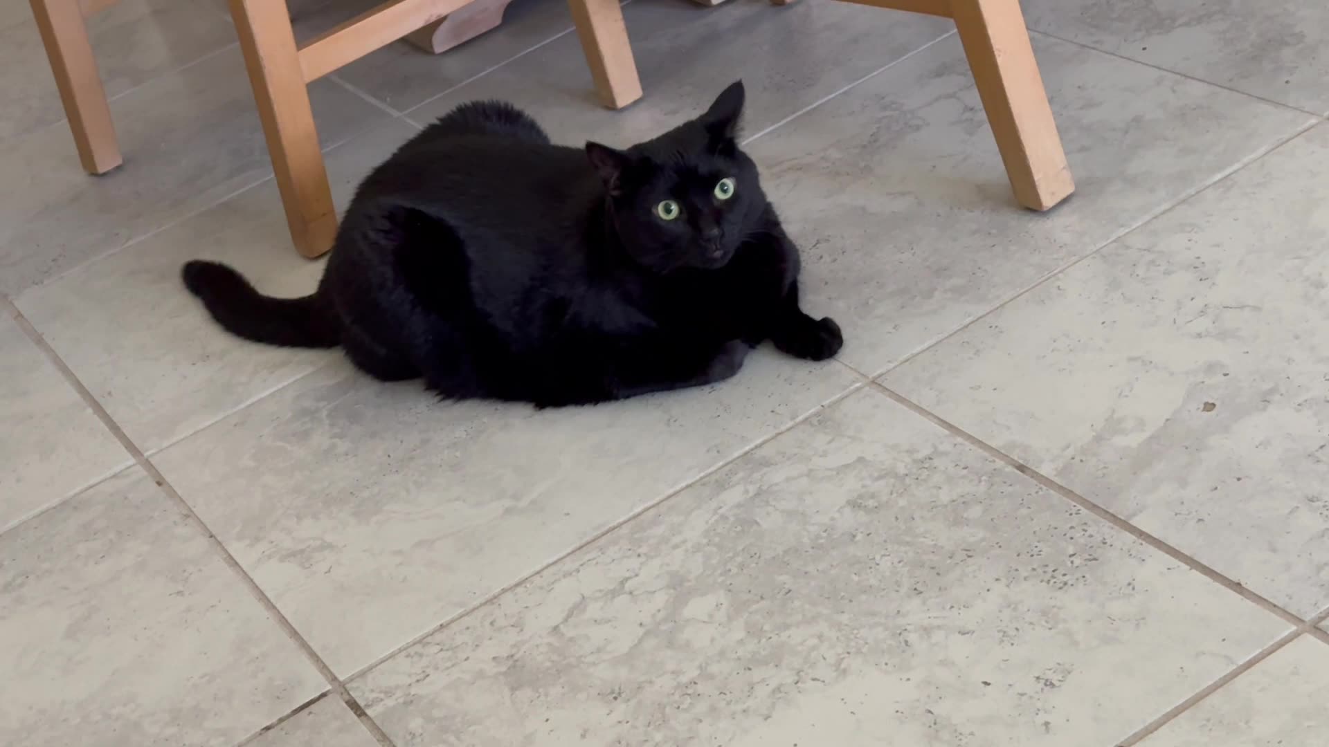 Cute Precious Piper is Nice to Look At - Adopting a Cat from a Shelter Vlog