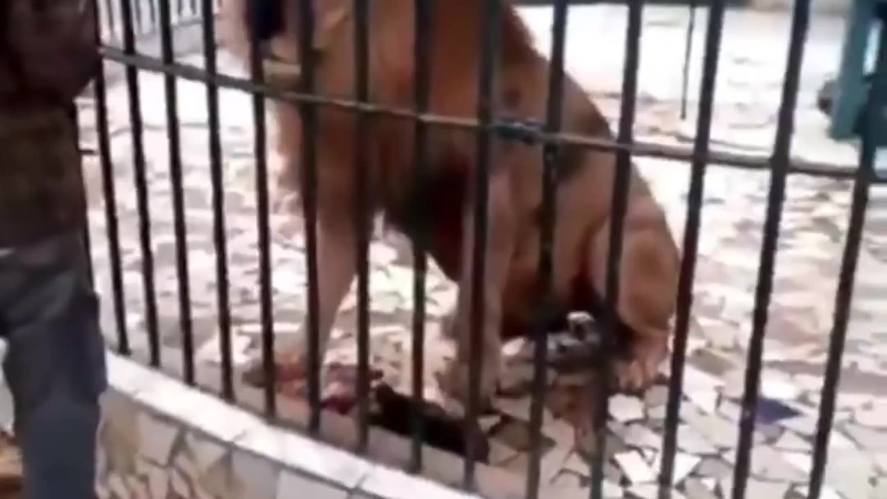 Never bully a lion