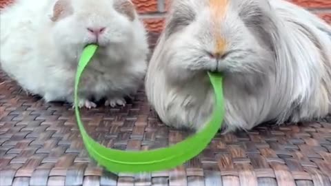 Guinea pigs