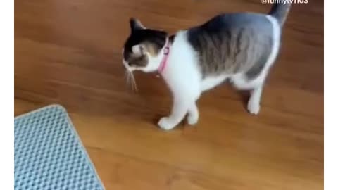 Hilarious Cats Get Scared !! #cats #scaredycats #fyp