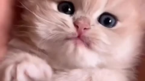 🐱✨ Adorable Cats | Laugh & Melt Your Heart with Funny Clips!