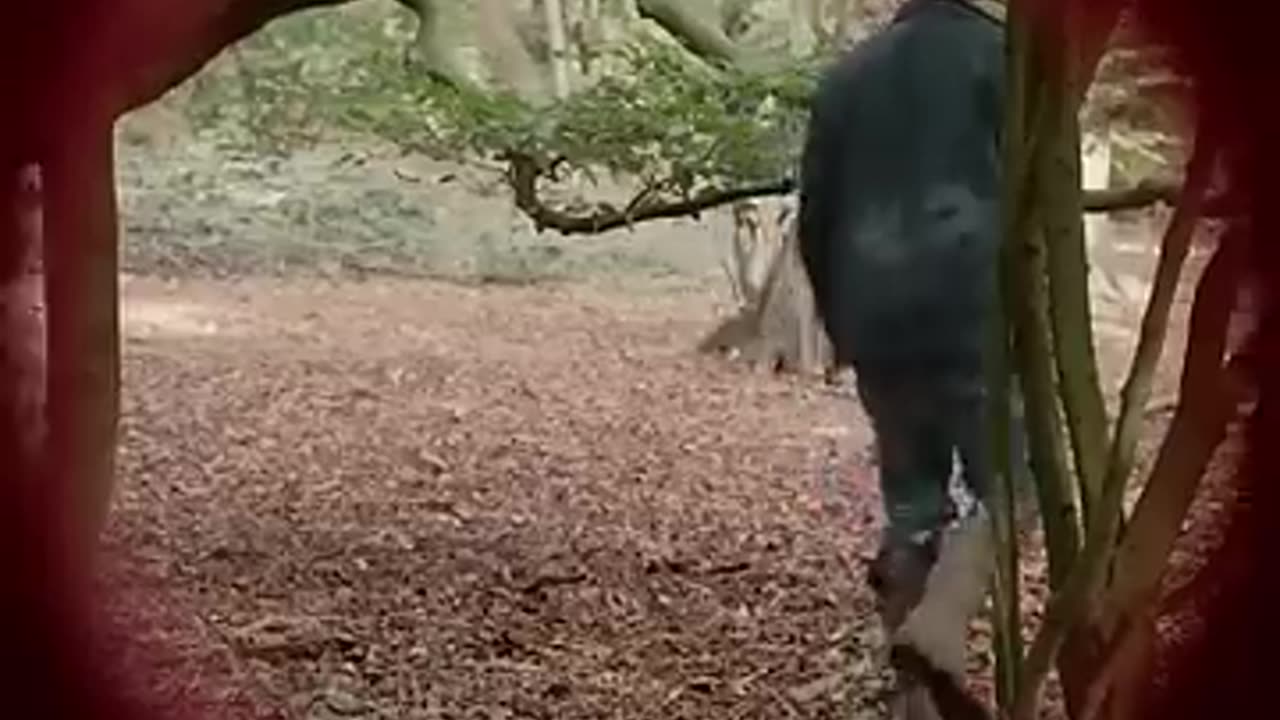 Shocking: He just wanted to feed birds... #shorts #viral