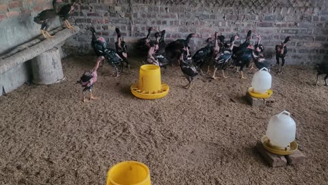 Chickens eating and playing in the morning coop_ 03_ date 17.08