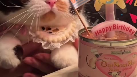 Cute Cat Birthday Party 🎂 | Funny Cat Celebration 2025