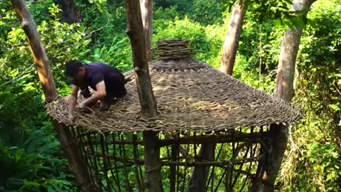 Building a Vine House on an Old Tree
