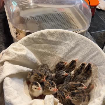 15 more Guinea Keets