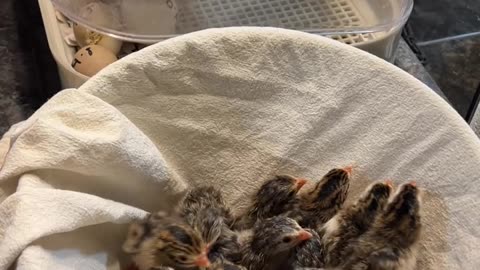 15 more Guinea Keets
