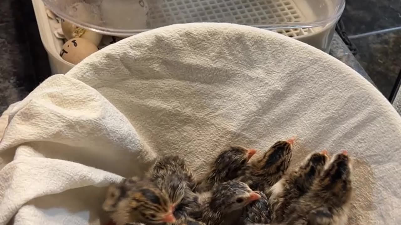 15 more Guinea Keets