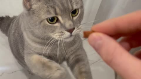 Cat Martin