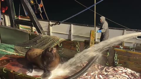 Sea Lion Finds Free Food on Fishing Boat